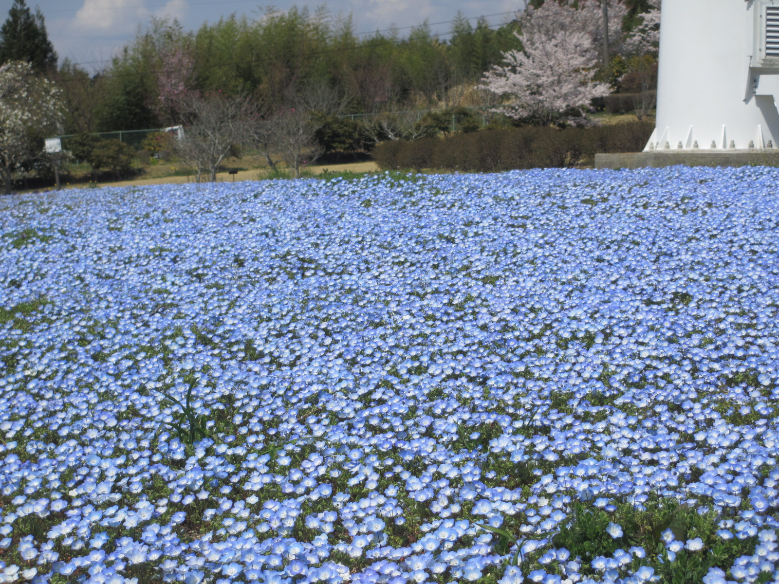 ソメイヨシノ満開 ネモフィラ５分咲き いわき市フラワーセンター